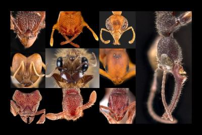 Các nhà khoa học NUS phát hiện thêm các loài kiến ở singapore, nâng số lượng lên 409 loài